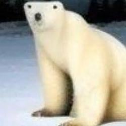 PolarBear