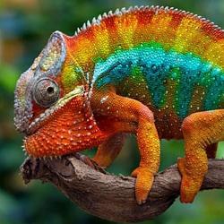 Chameleon