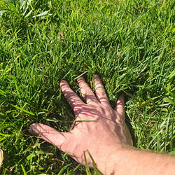 GRASS