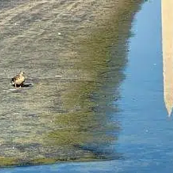 Duck / SOL
