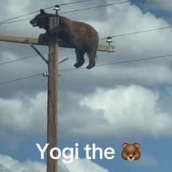 Yogi / SOL
