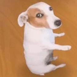 SDOG