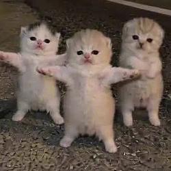 Kittens / SOL