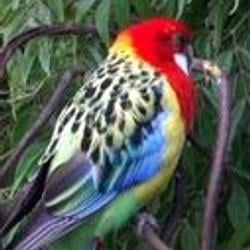 Rosellas / SOL