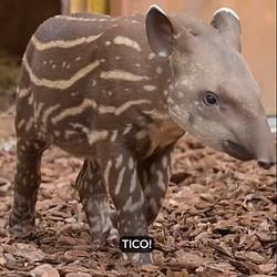 TICO
