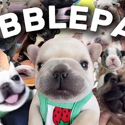 PIBBLE / SOL