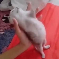 67cat