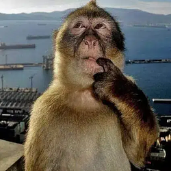 monkey