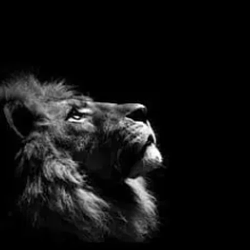 LION / SOL