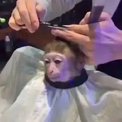 MONK