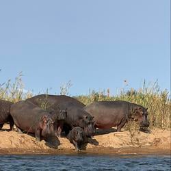 hippo