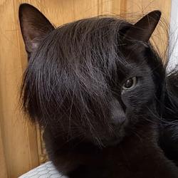 EMOCAT