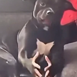 if you grab me imma bite you logo