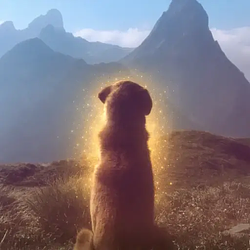INU / SOL