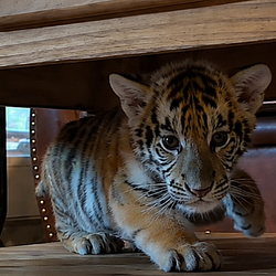 Mowgli / SOL
