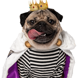 Pug / SOL