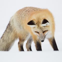 FXY