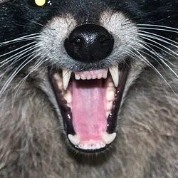 pRACCOON