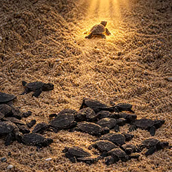 TURTLE