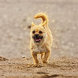 Gobi