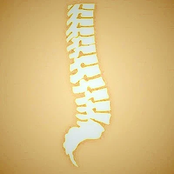 spine / SOL