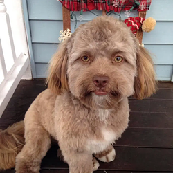 dogman