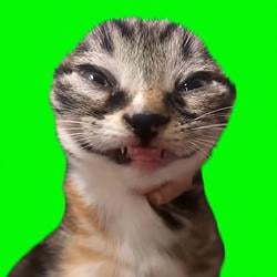 SCRCAT