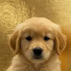 Golden