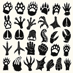 ANIMAL