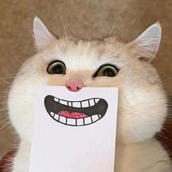 bsccat