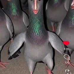 PigeonMan
