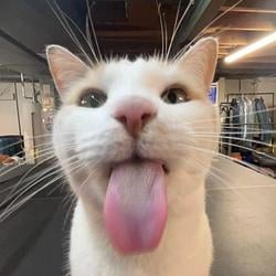 DUMBMFCAT