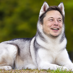 Elon
