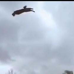 FlyCat