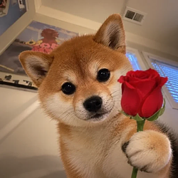 ily