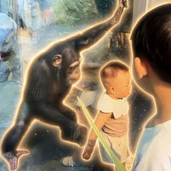 CHIMP / SOL