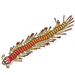 Crawlipede