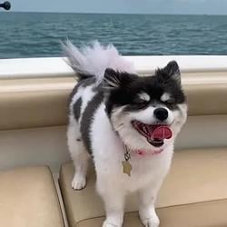 DOGBOAT