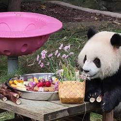 PANDA