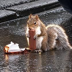 CNUT