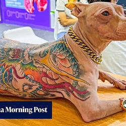 $TATDOG