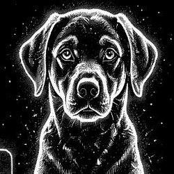 QDOG
