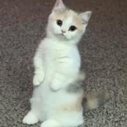 Munchkin