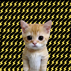 bCAT / SOL