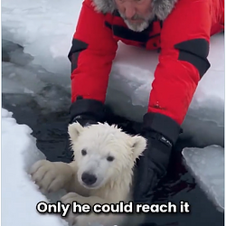 Bear / SOL