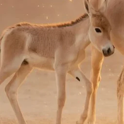 Equus / SOL