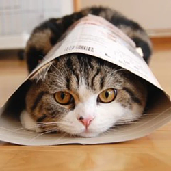Maru