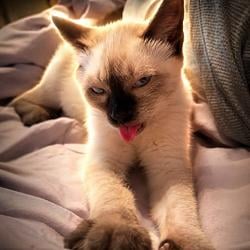 pervcat / SOL