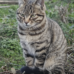 Tabbies