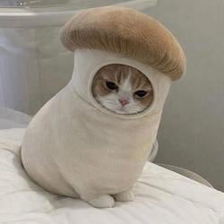 MUSHCAT / SOL